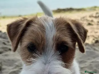 Jack Russell dogs Show Jack Russell KC Reg - Advert 2