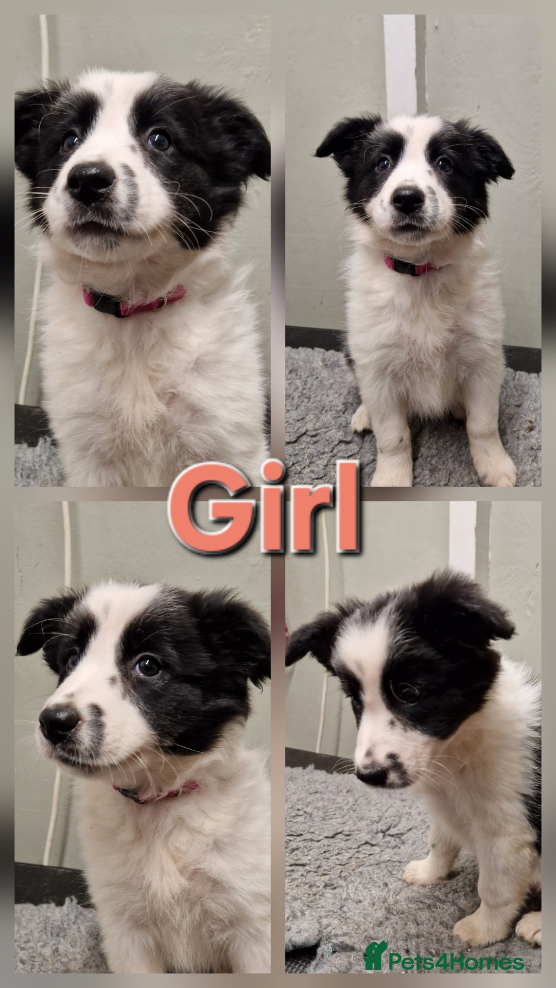 Border Collie dogs for sale: Fabulous Border Collie Pups - Image 4