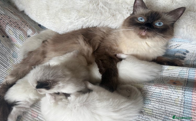 Ragdoll cats - Advert 9