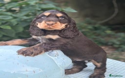 Cocker Spaniel dogs for sale: Stunning show cocker spaniels  - Image 18