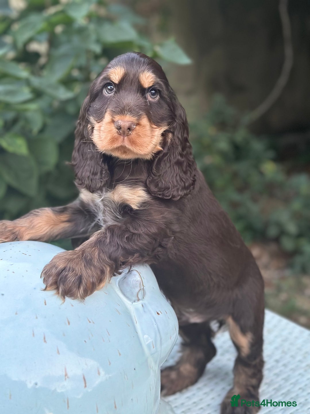 Cocker Spaniel dogs for sale: Stunning show cocker spaniels  - Image 18