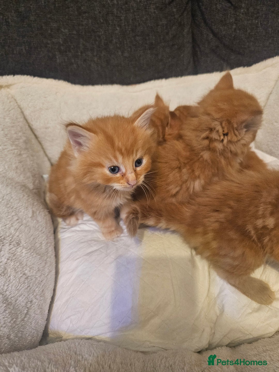 Maine Coon cats for sale: Maine Coone  - Image 8
