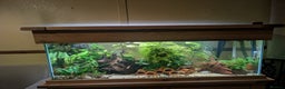 Plecos fish for sale: Cracked Zebra Plecos, Clown Plecos and More  - Advert 12