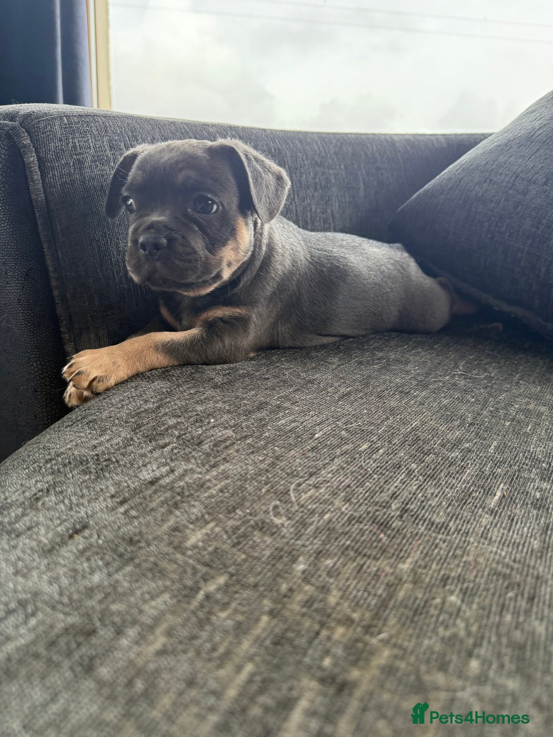French Bulldog dogs for sale: French bulldog puppies  - Image 6