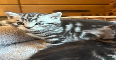 British Shorthair cats - Advert 13