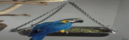 Macaws birds for sale: Blue and gold baby macaws  - Advert 3