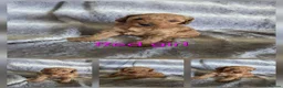 Cockapoo dogs for sale: Beautiful cockapoo  - Advert 2