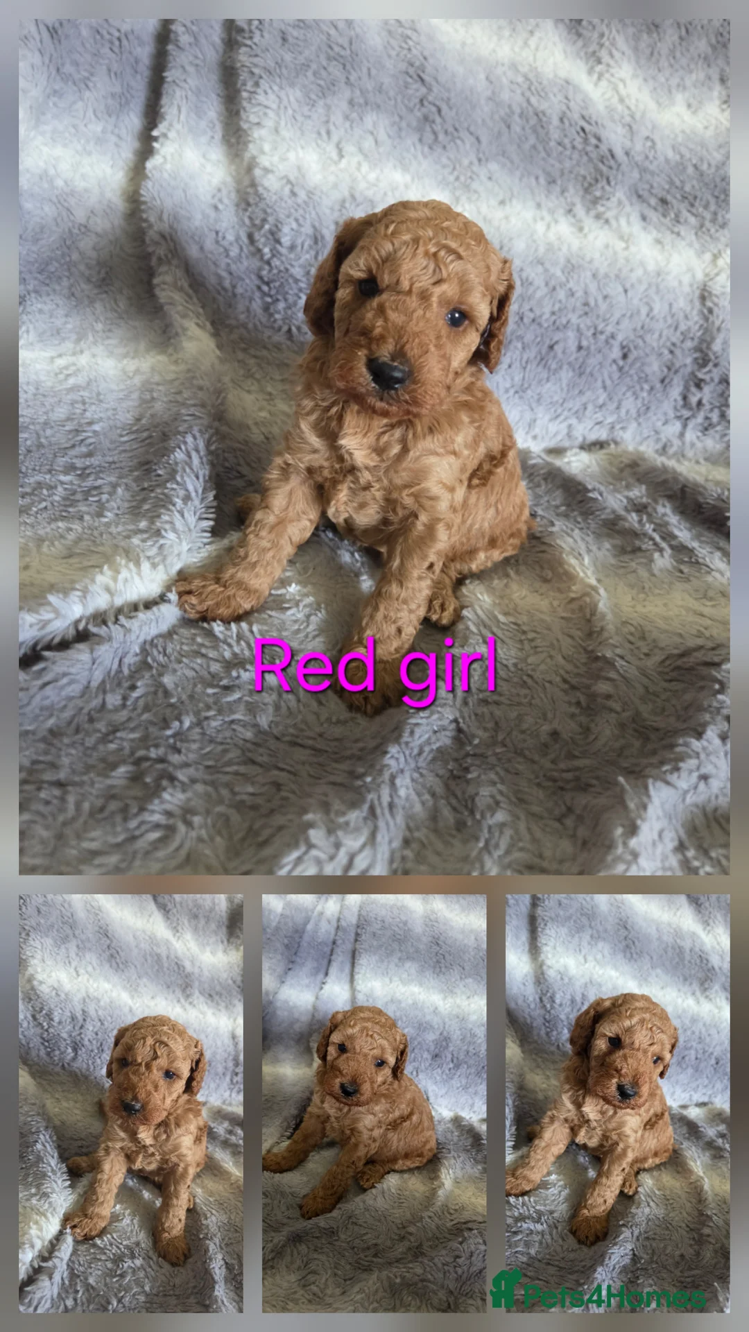 Cockapoo dogs for sale: Beautiful cockapoo  - Advert 2