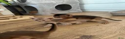Abyssinian cats for sale: Beautiful Abyssinian Kittens  ready for sale  - Advert 5