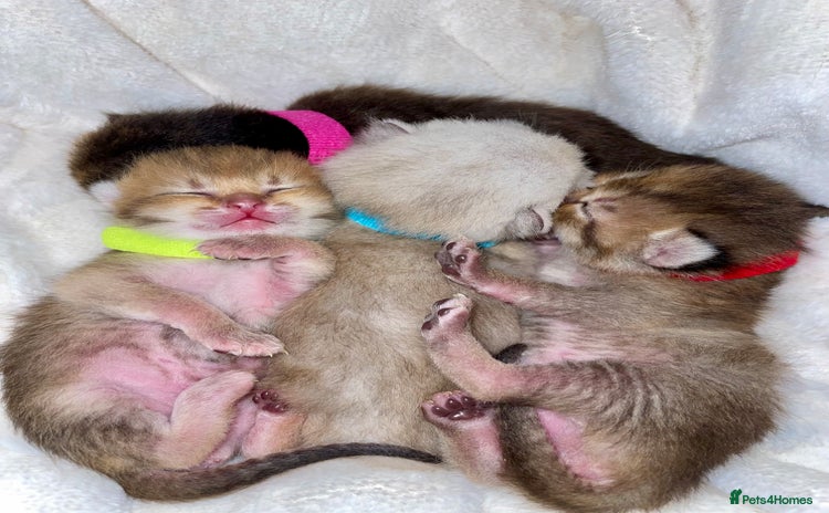 British Shorthair cats Chunky British shorthair  - Advert 14