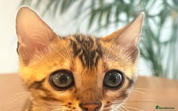 Bengal cats for sale: Stunning Bengal GIRL Kitten, TICA– ready 12/08/25 - Image 6