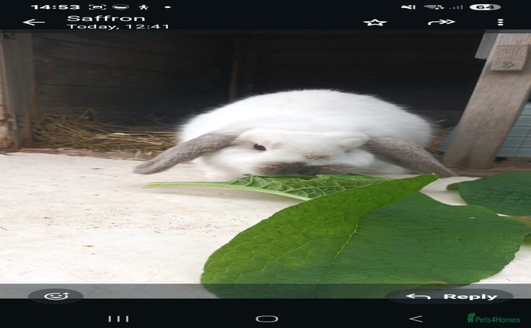 Dwarf Lop rabbits - Advert 3