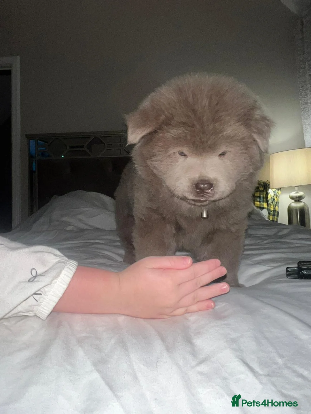 Chow Chow dogs for sale: LILAC CHOW CHOW BOY   😻 - Advert 1