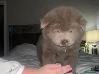 Chow Chow dogs LILAC CHOW CHOW BOY 😻 - Advert 5