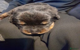 Rottweiler dogs for sale: Rottweiler  - Image 6