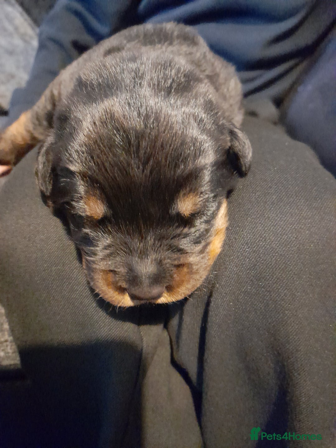 Rottweiler dogs for sale: Rottweiler  - Image 6
