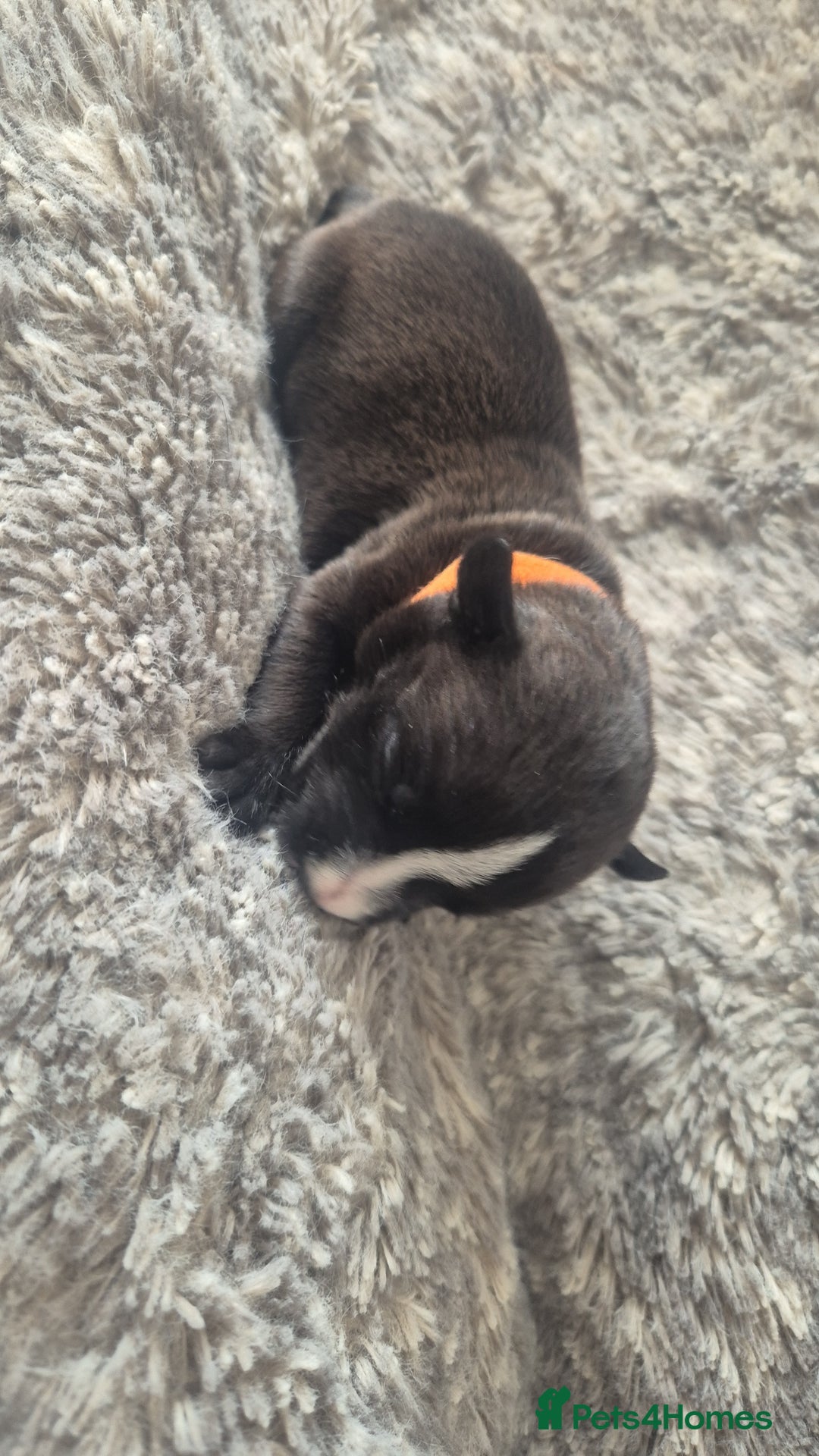 Mixed Breed dogs for sale: American bull staffy cross cane corso - Image 8