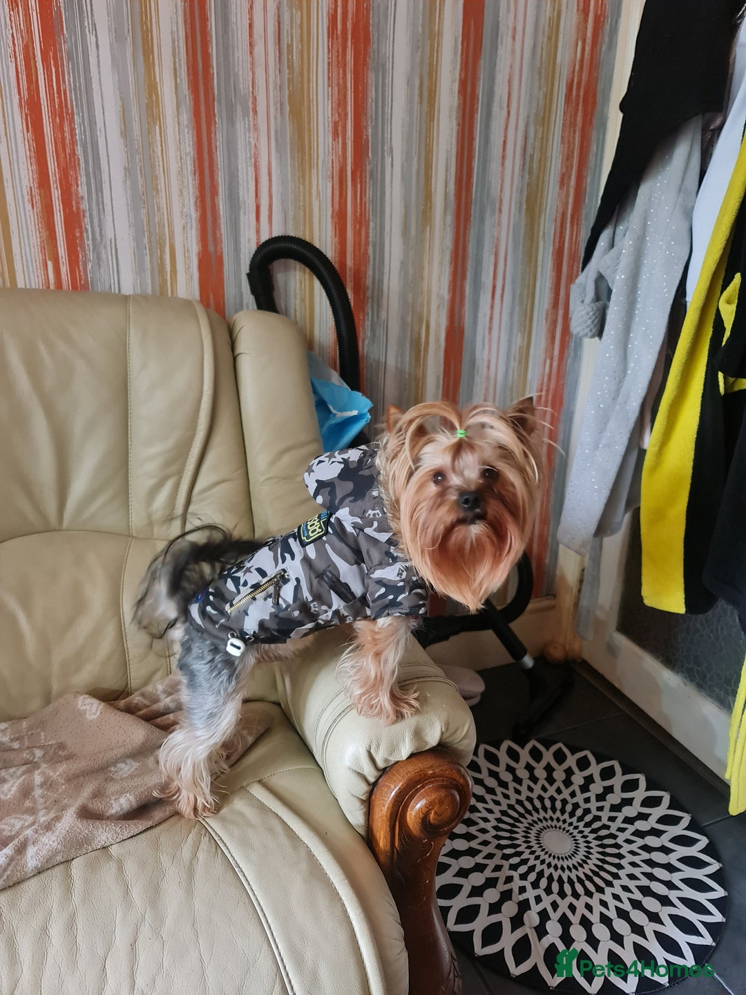 Yorkshire Terrier dogs for stud:  Beautiful boy ready for stud in Dagenham - Image 3