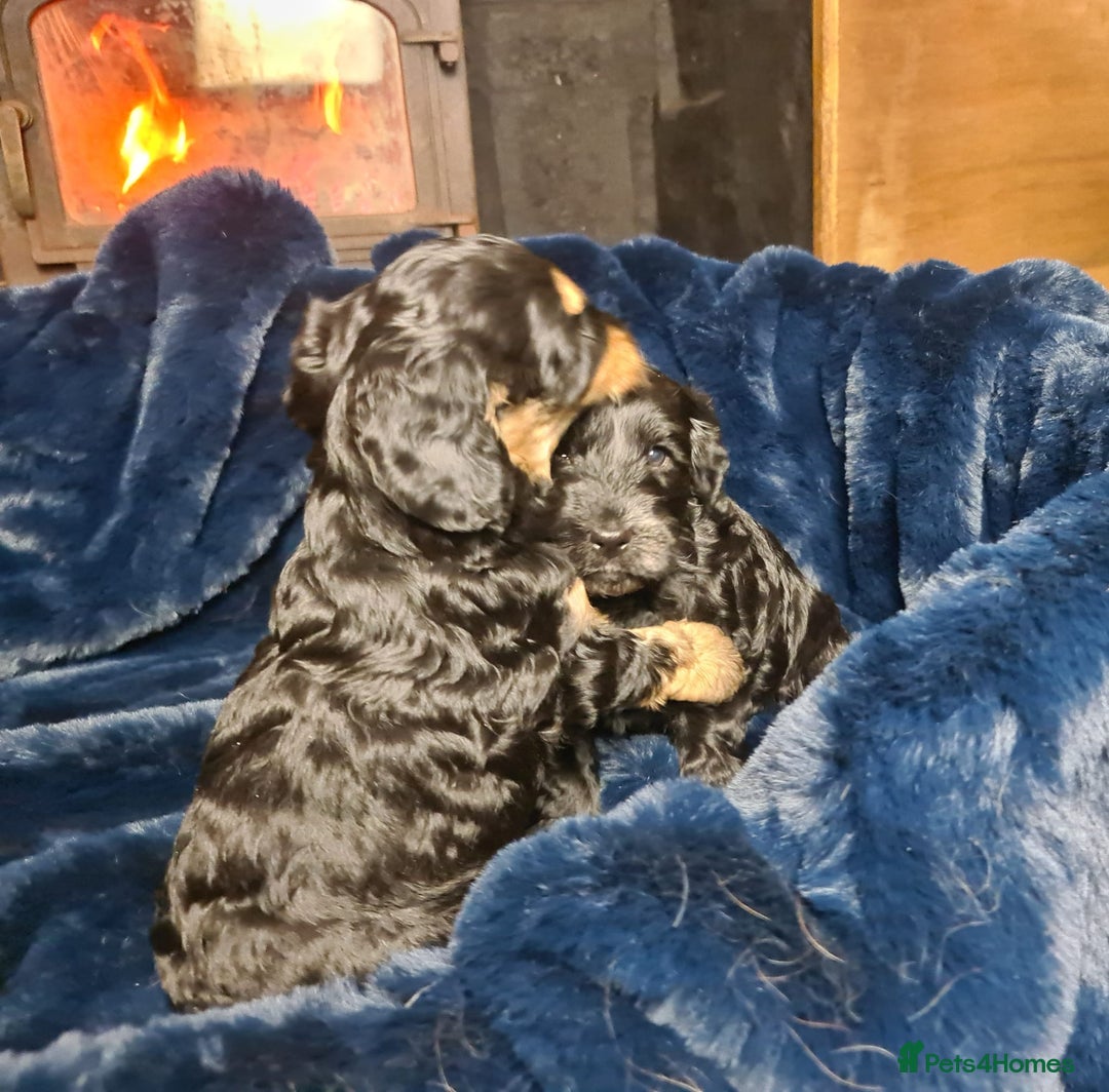 Cockapoo dogs for sale: Exceptional Cockapoo Puppies for Sale - Advert 18