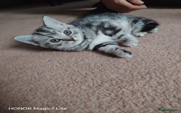 Mixed Breed cats for sale: Little kittens - Image 3