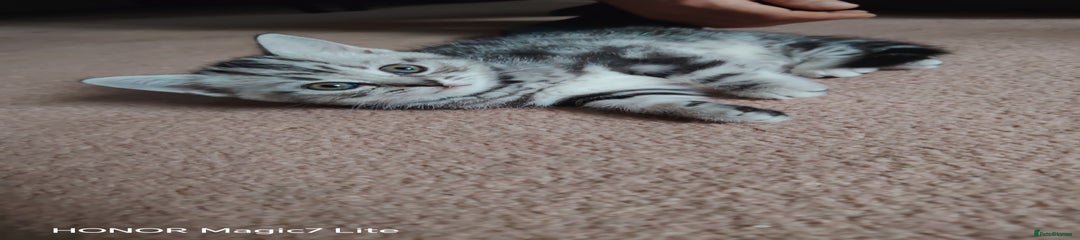 Mixed Breed Kitten 2