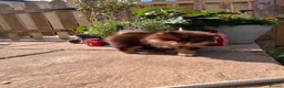 Pomeranian dogs for sale: Fluffy chocolate & tan boys READY TO LEAVE - Advert 9