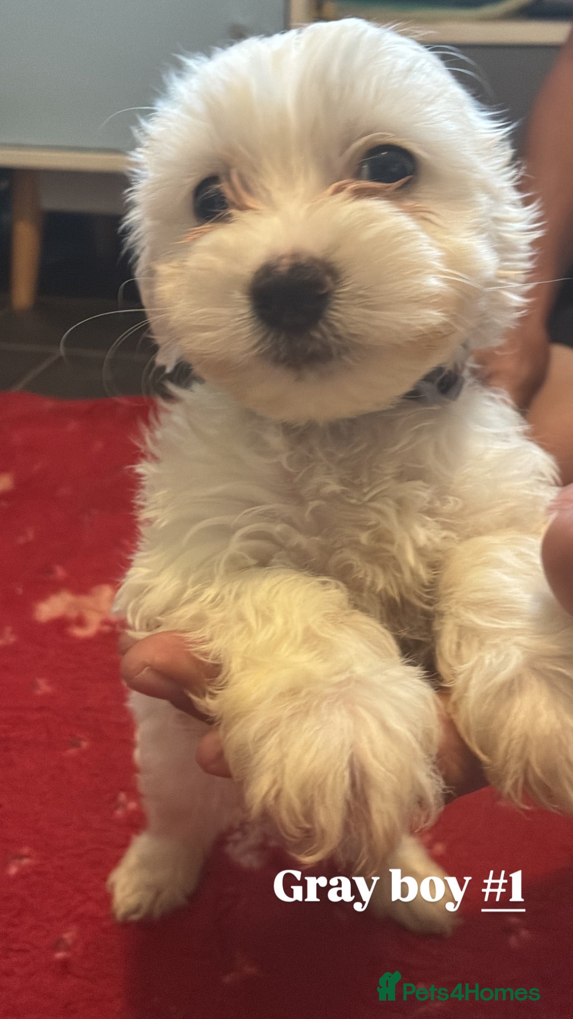 Bichon Frise dogs 6 beautiful bichon Frise x bichon Maltese  - Advert 2