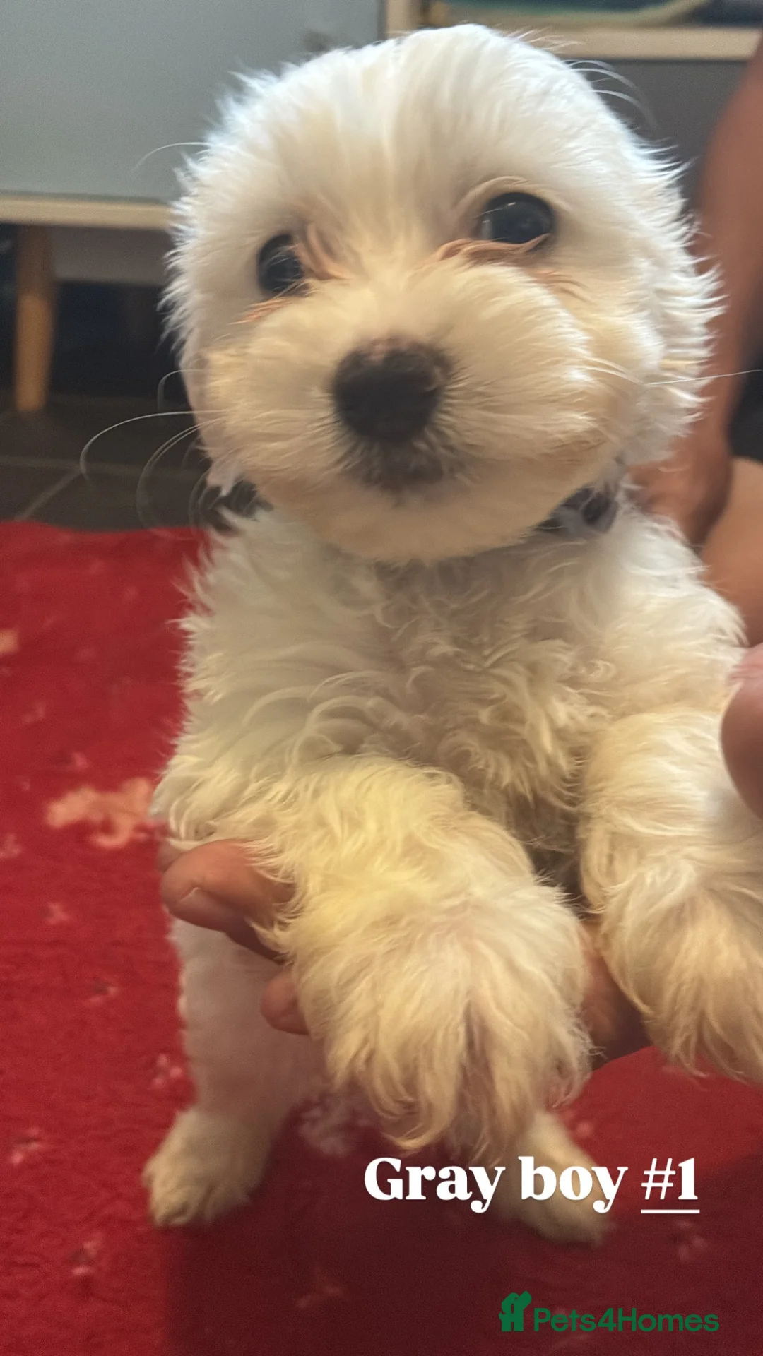 Bichon Frise dogs for sale: 6 beautiful bichon Frise x bichon Maltese  - Advert 2