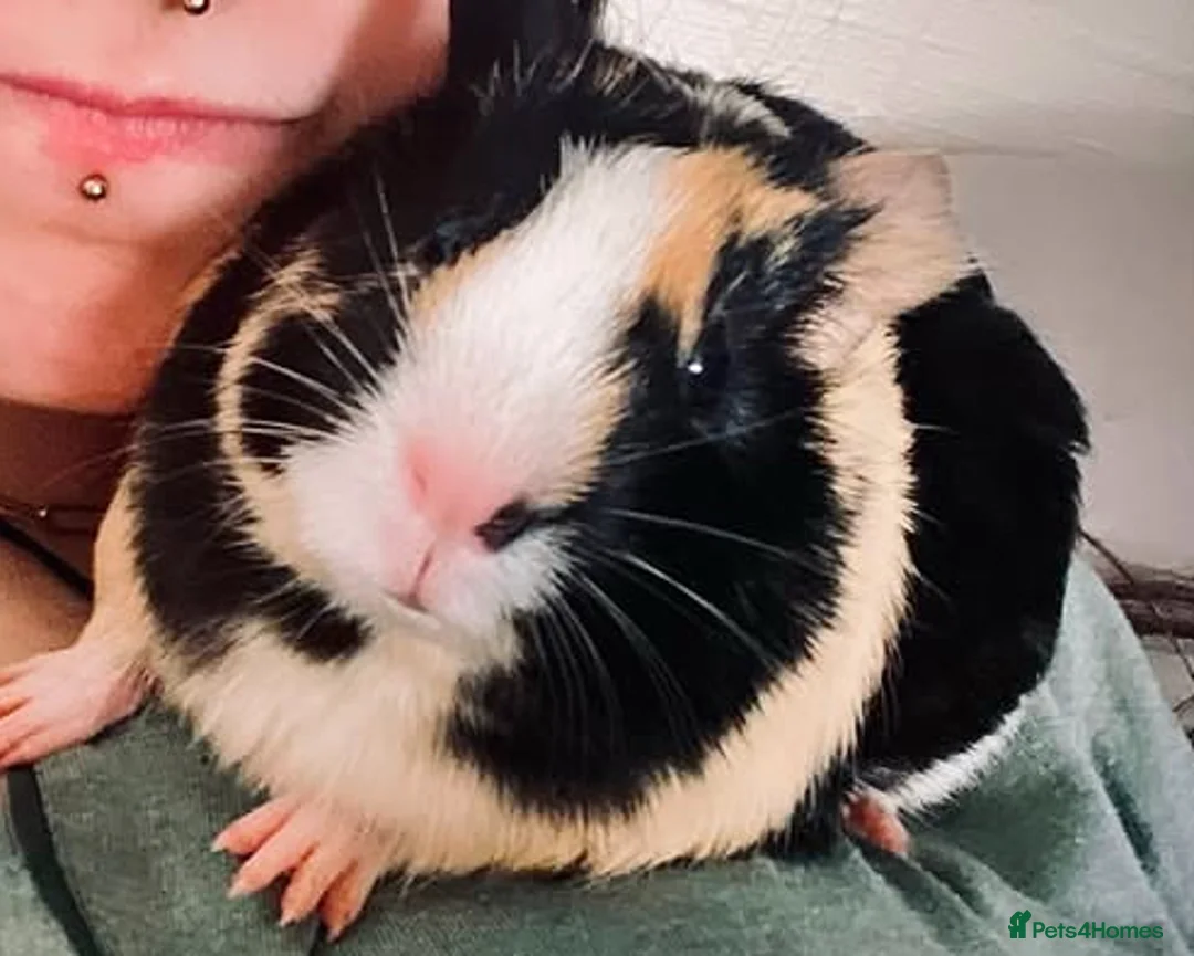 Guinea Pig rodents for sale: Guinea pigs 2 girls  - Advert 2