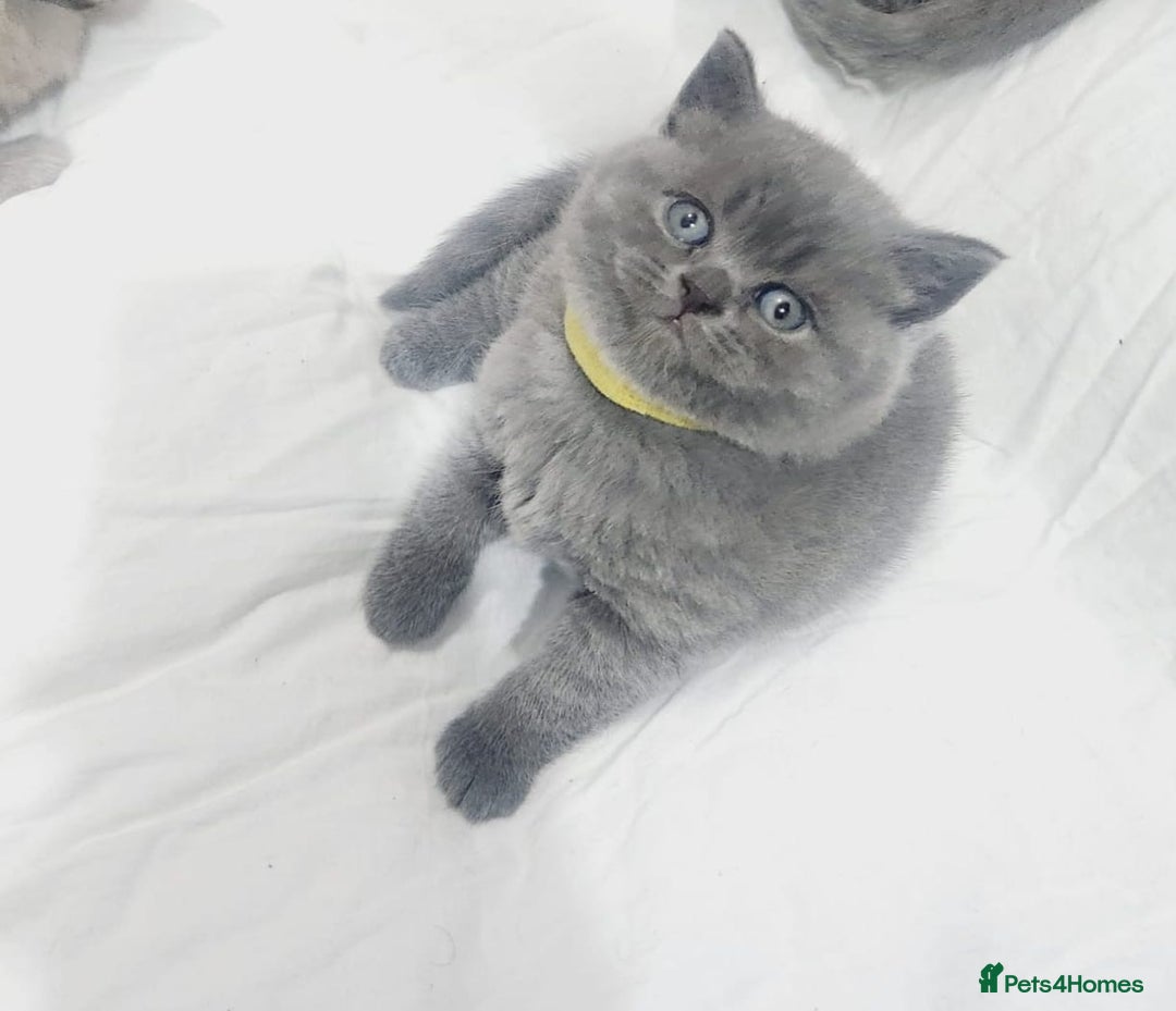 British Shorthair cats for sale: British shorthair kittens  - Image 4
