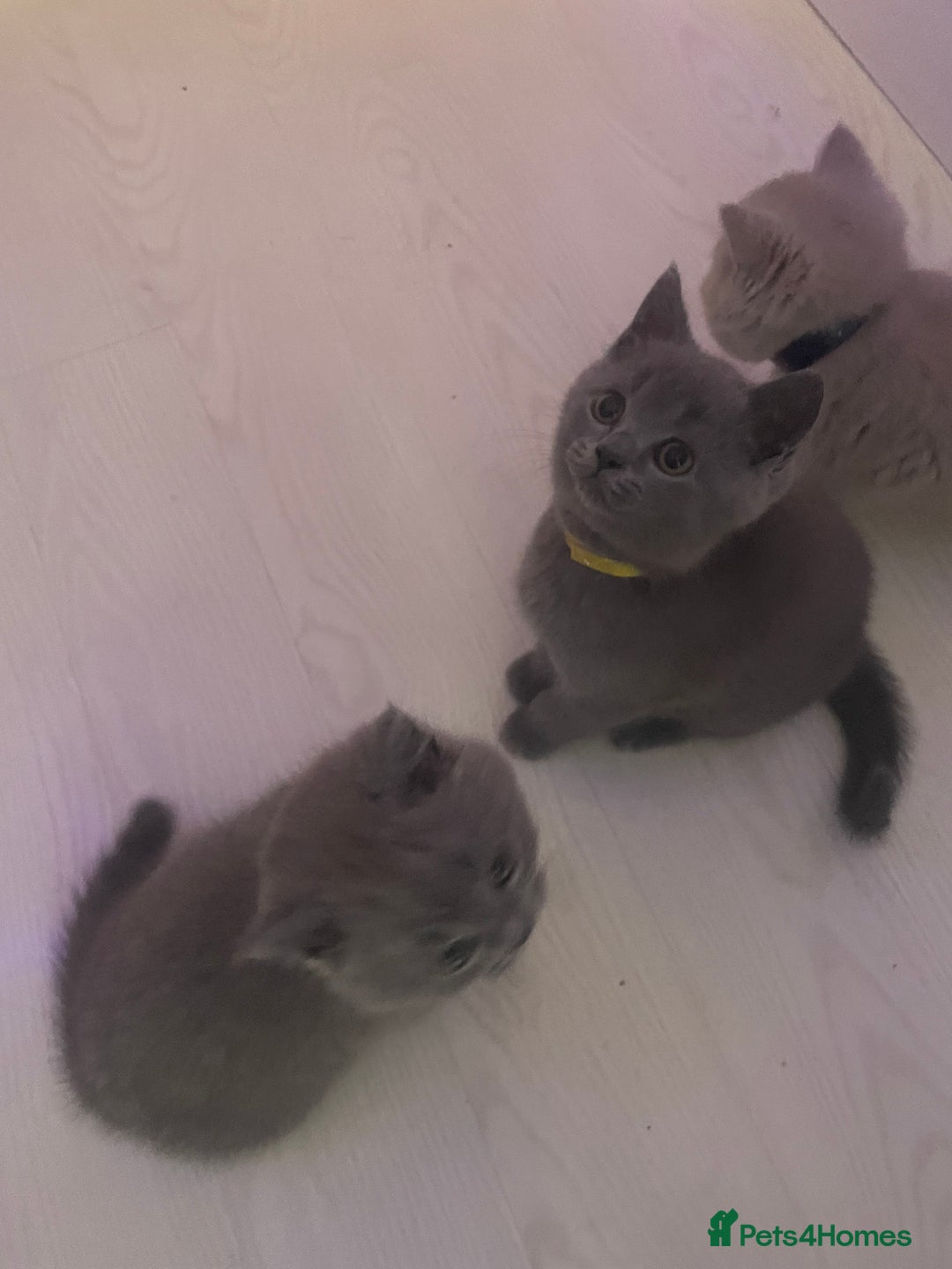 British Shorthair cats for sale: Beautiful British short hair kittens  - Image 28