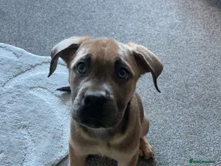 Cane Corso dogs Cane Corso female - Advert 15