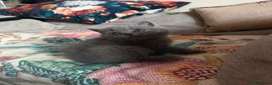 British Shorthair 1