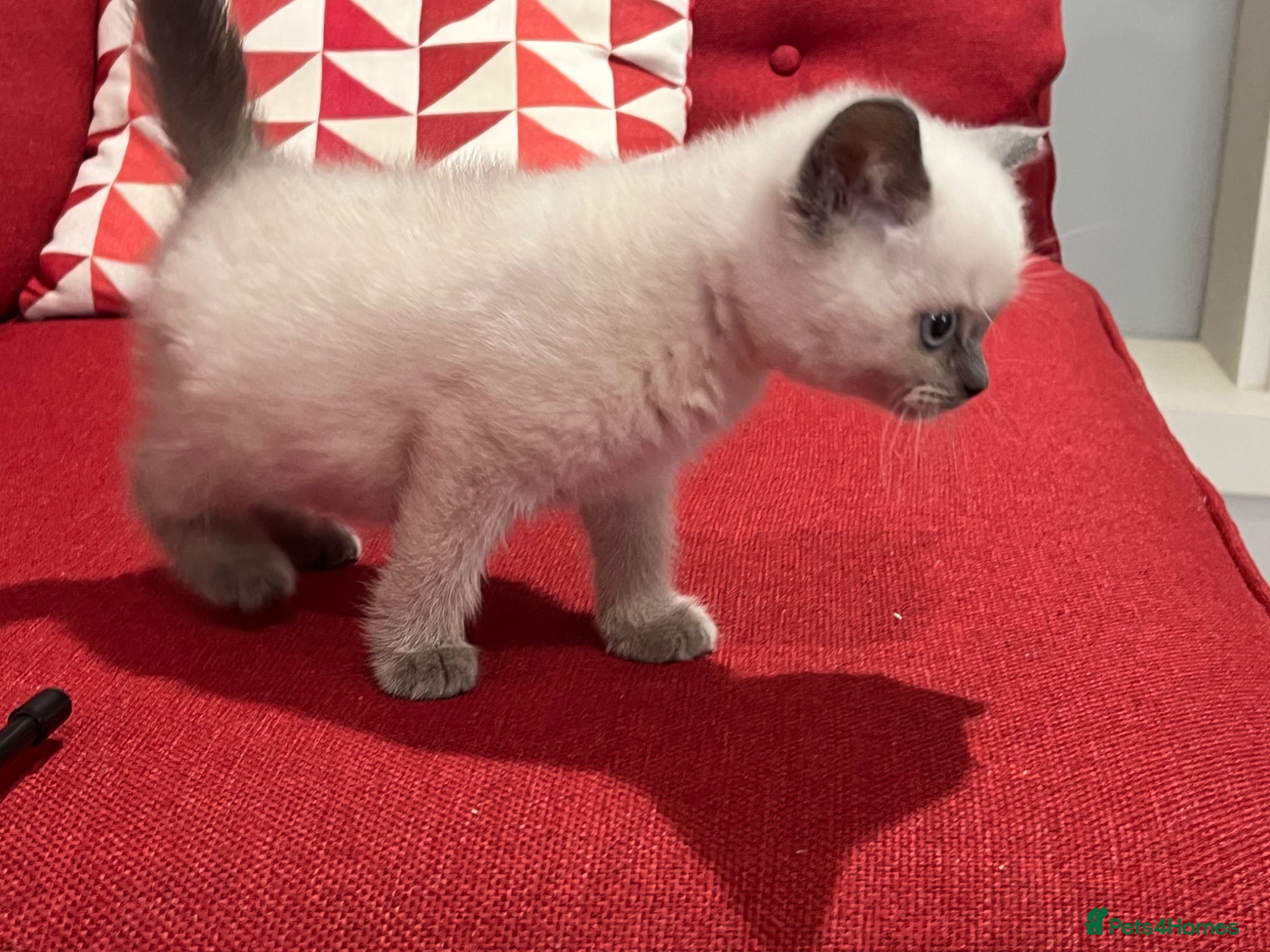 British Shorthair cats for sale: Stunning pure British Shorthaired Kittens  - Advert 10