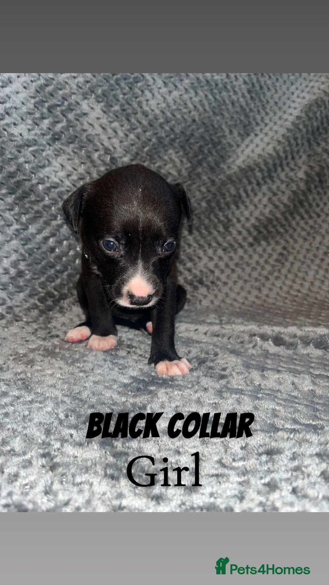 Mixed Breed dogs for sale: 11 Lurcher x Staffy pups for Sale! - Advert 9