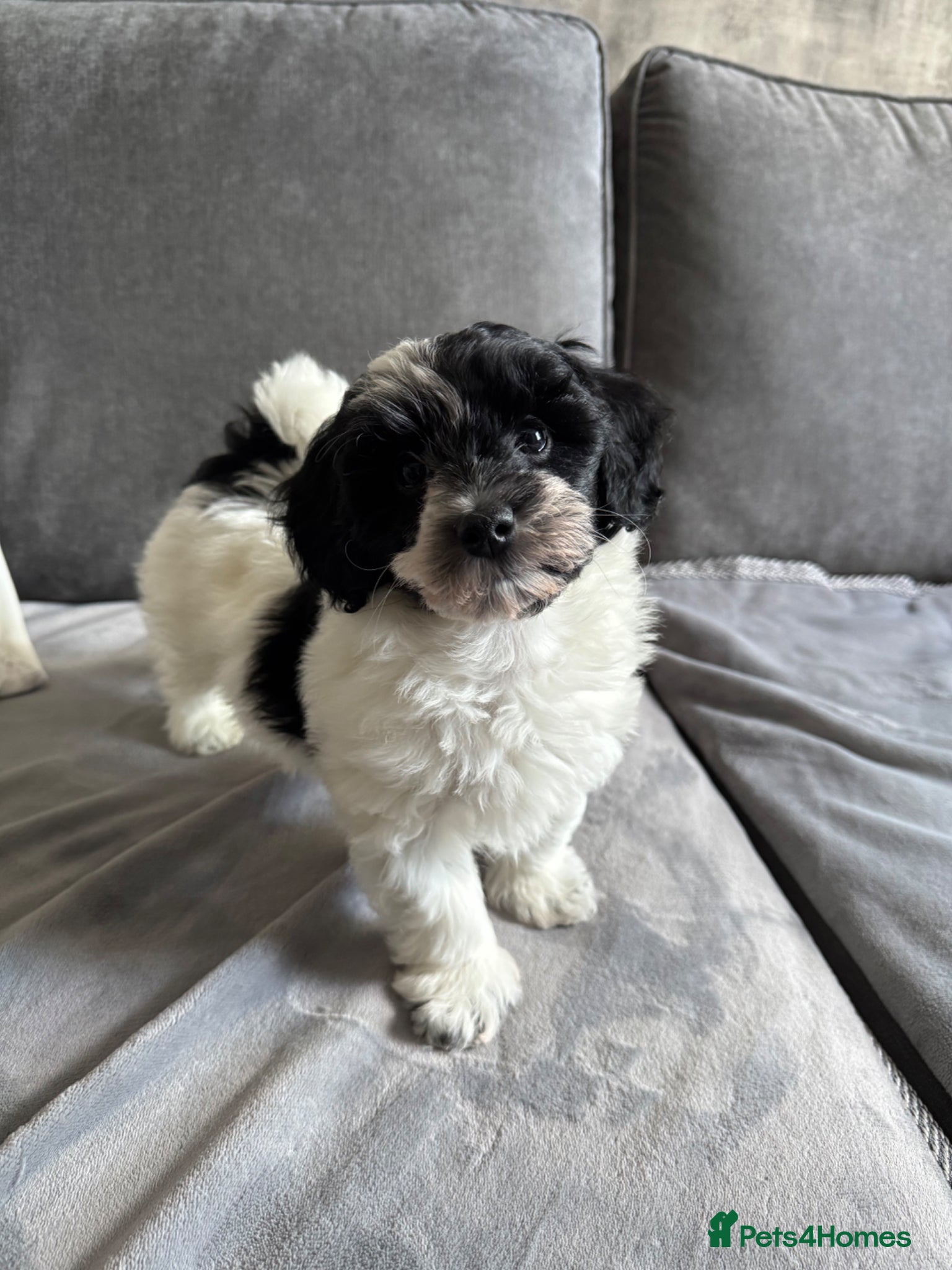 Maltipoo dogs Maltipoo Puppies-READY NOW - Advert 5