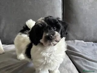 Maltipoo dogs Maltipoo Puppies-READY NOW - Advert 5