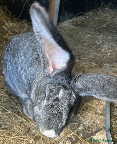 Continental Giant Rabbits Breed - Information, Temperament, Size ...