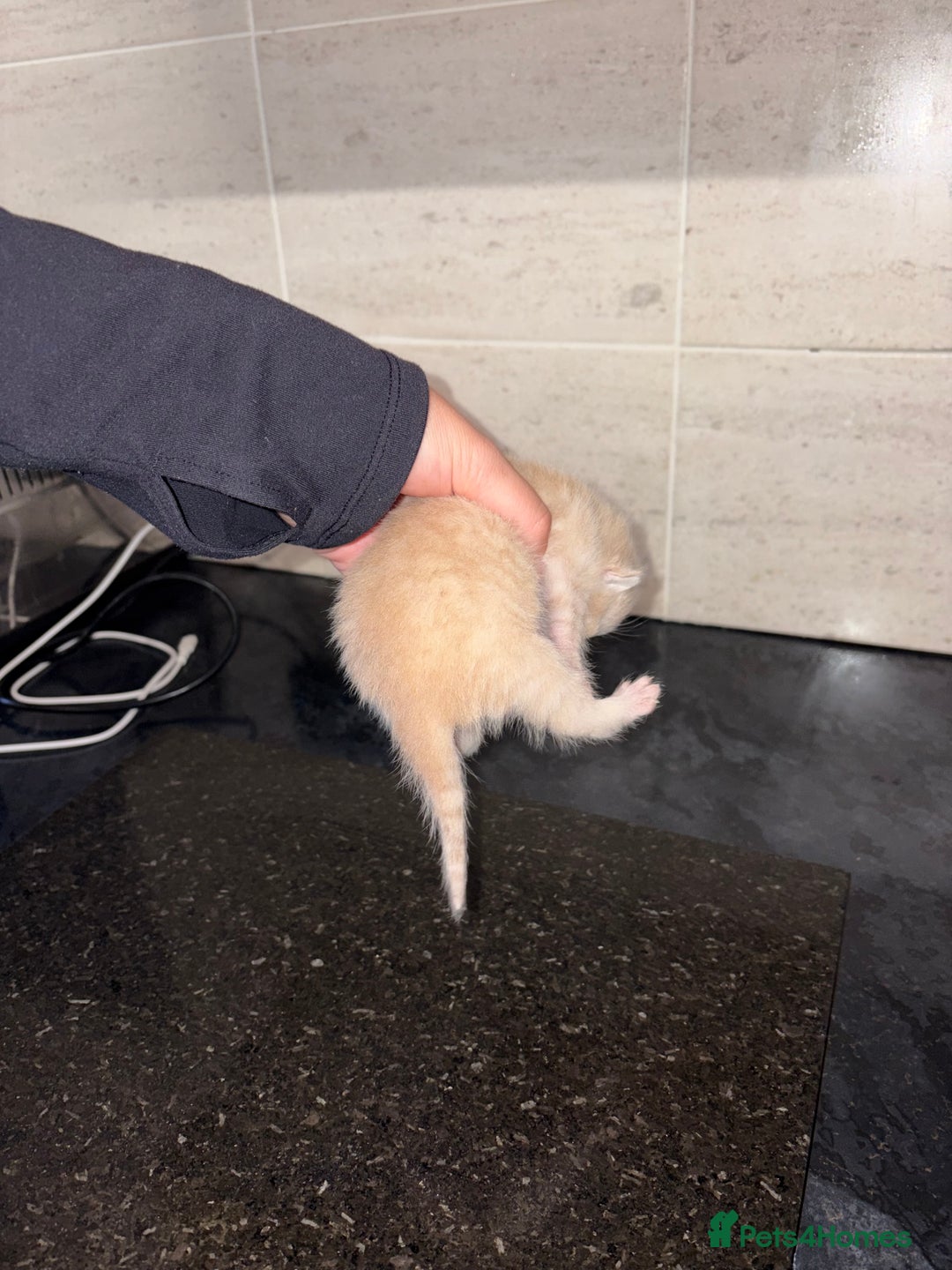 Bengal cats for sale: Bengal mixed Tabby - Advert 9