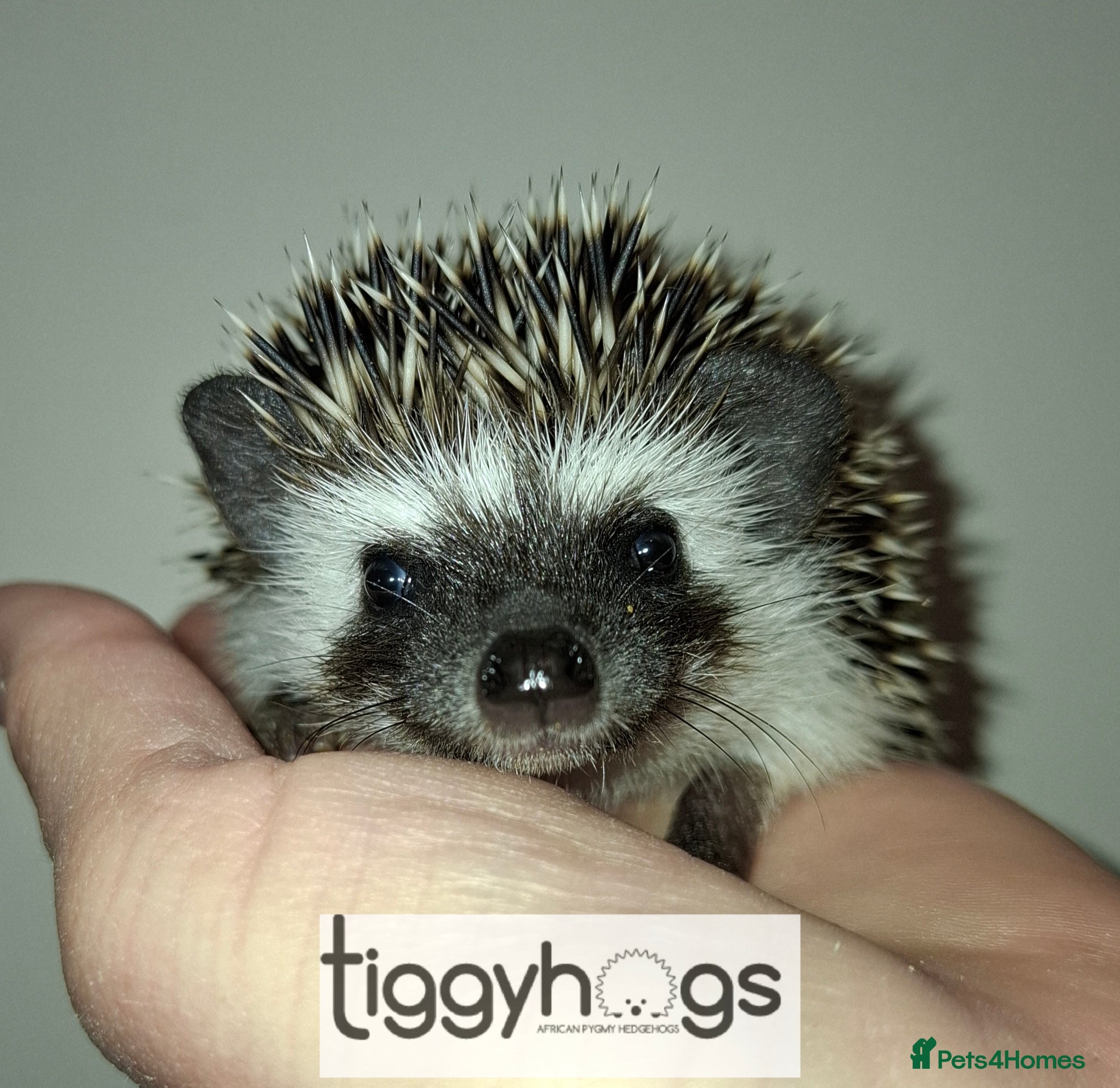 Pygmy Hedgehog rodents New pics added 27/4 male and females available  - Advert 1