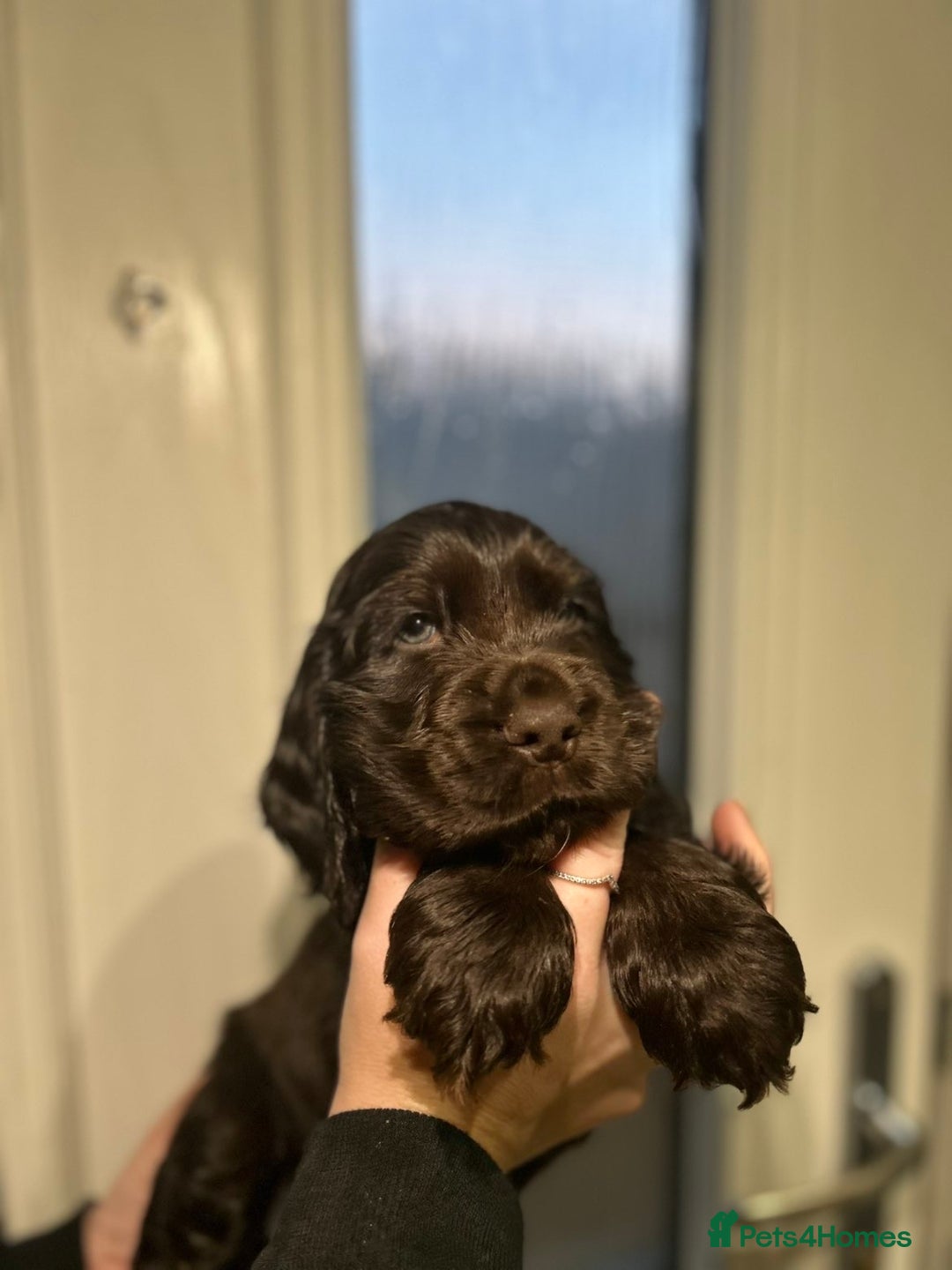 Cocker Spaniel dogs for sale: 💚2 boys available 💚show cocker spaniel puppies  - Advert 16