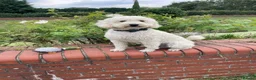 Mini Goldendoodle dogs for sale: Mini Goldendoodles. Pedigree health tested parents in Brough - Advert 11