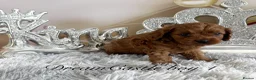 Cavapoo dogs for sale: Asian teddy poodle dad tiny Cavapoo puppies - Advert 14