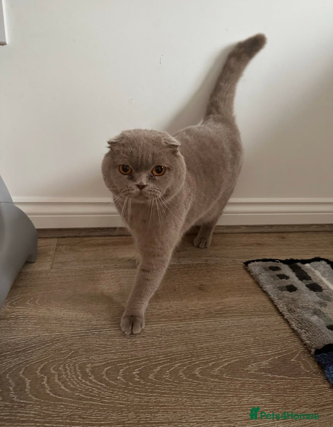 Scottish Fold cats for sale: Two Scottish Fold Sisters For Sale - Advert 3