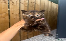 Mixed Breed cats for sale: 1 male 2 females  - Image 5