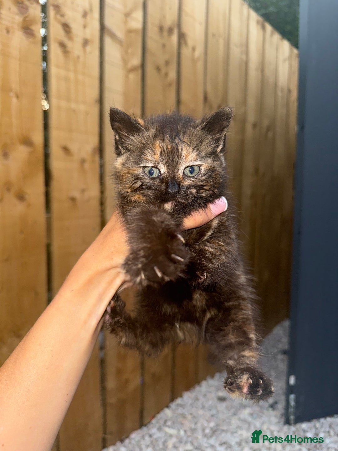 Mixed Breed cats for sale: 1 male 2 females  - Image 5