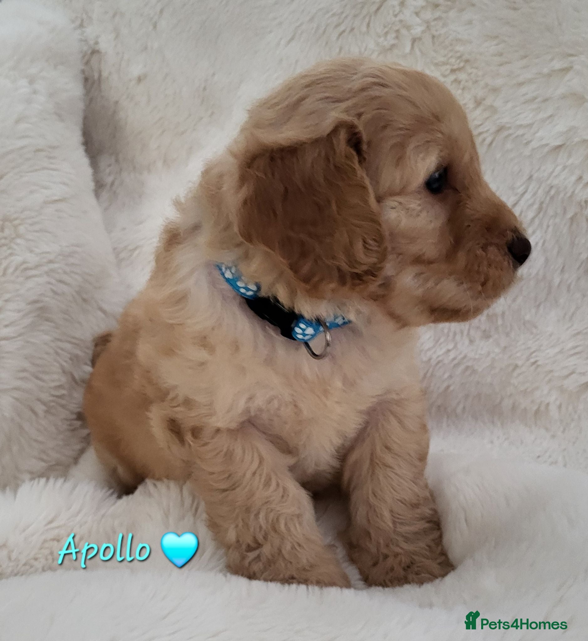 Cockapoo dogs Beautiful Home-Raised F1b toy Cockapoo Puppies  - Advert 17