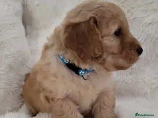 Cockapoo dogs Beautiful Home-Raised F1b toy Cockapoo Puppies - Advert 15