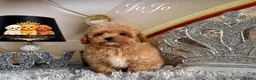 Maltipoo dogs for sale: Tiny teddy Maltipoo- from Asian teddy poodle dad - Advert 2