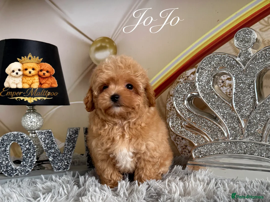 Maltipoo dogs for sale: Tiny teddy Maltipoo- from Asian teddy poodle dad - Advert 2